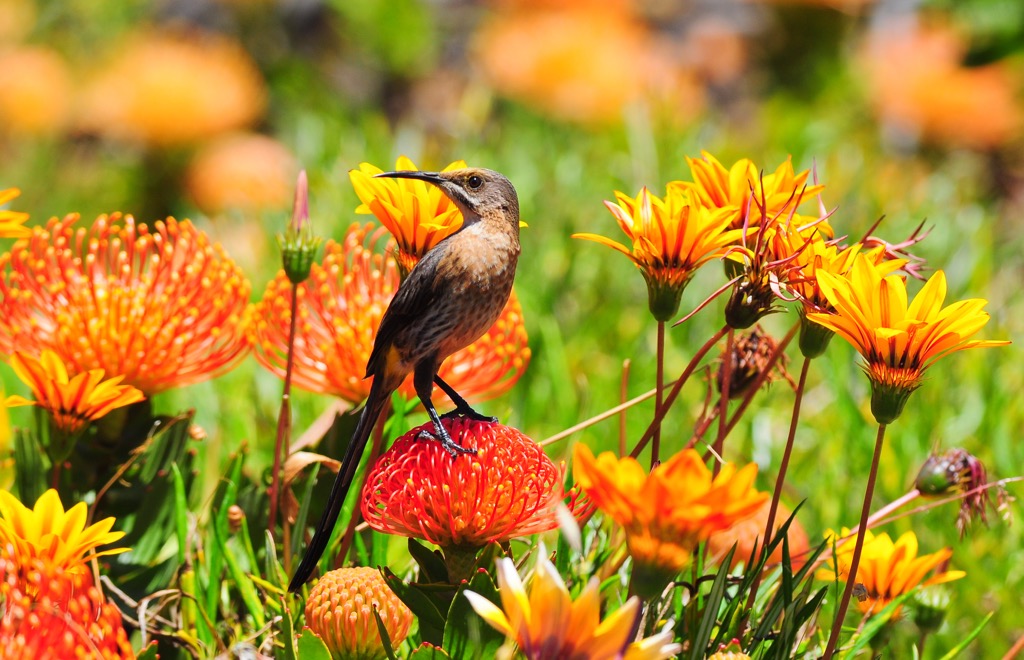The Cape Sugarbird visiting flowers. Ceres Mountain Fynbos