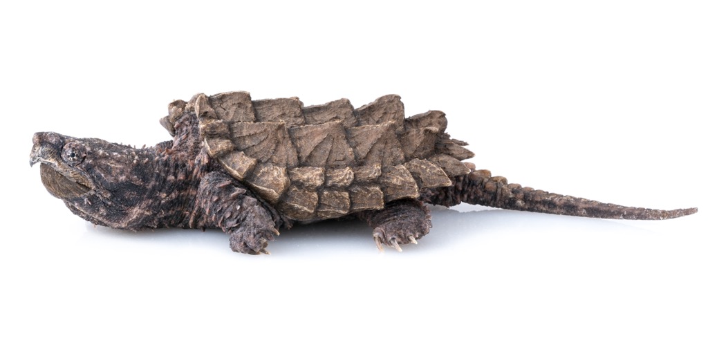 The alligator snapping turtle…who said dinosaurs were extinct?. Charleston County