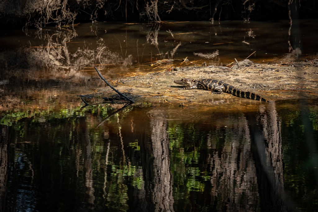 An alligator catches some sun at Caw Caw. Charleston County