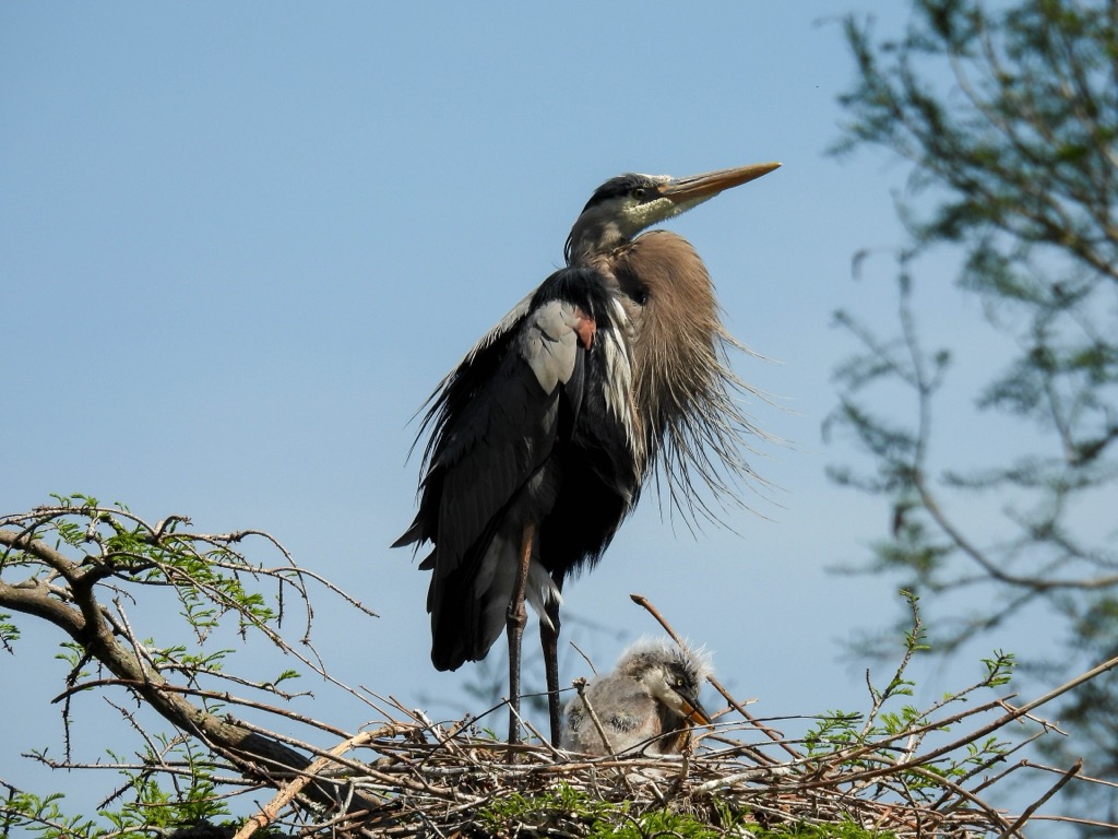 A Great blue heron with offspring. Charleston County