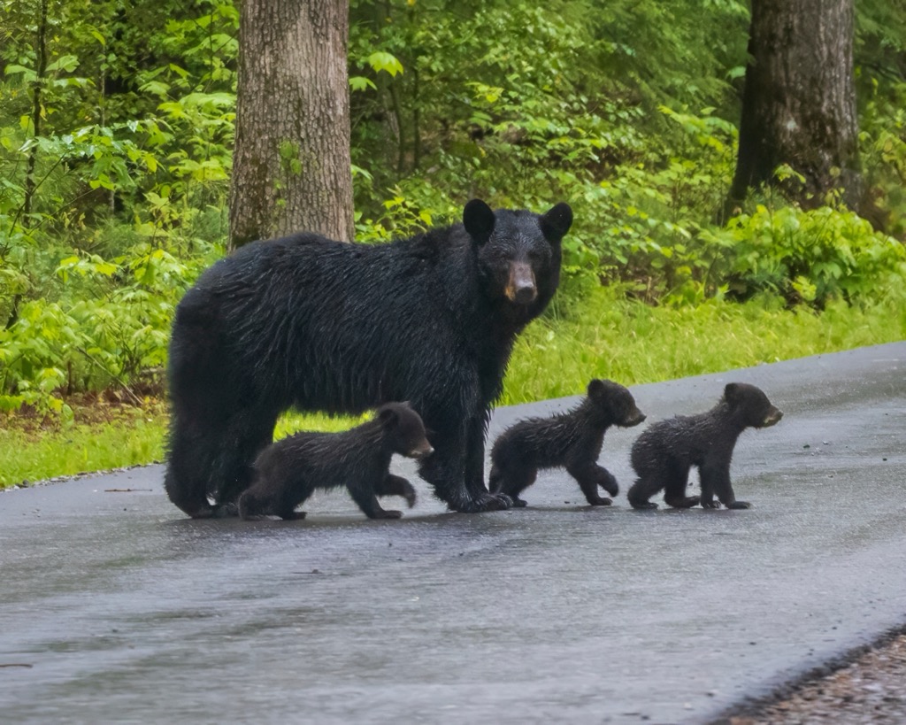 A mother black bear with cubs in Great Smoky National Park. Charleston County