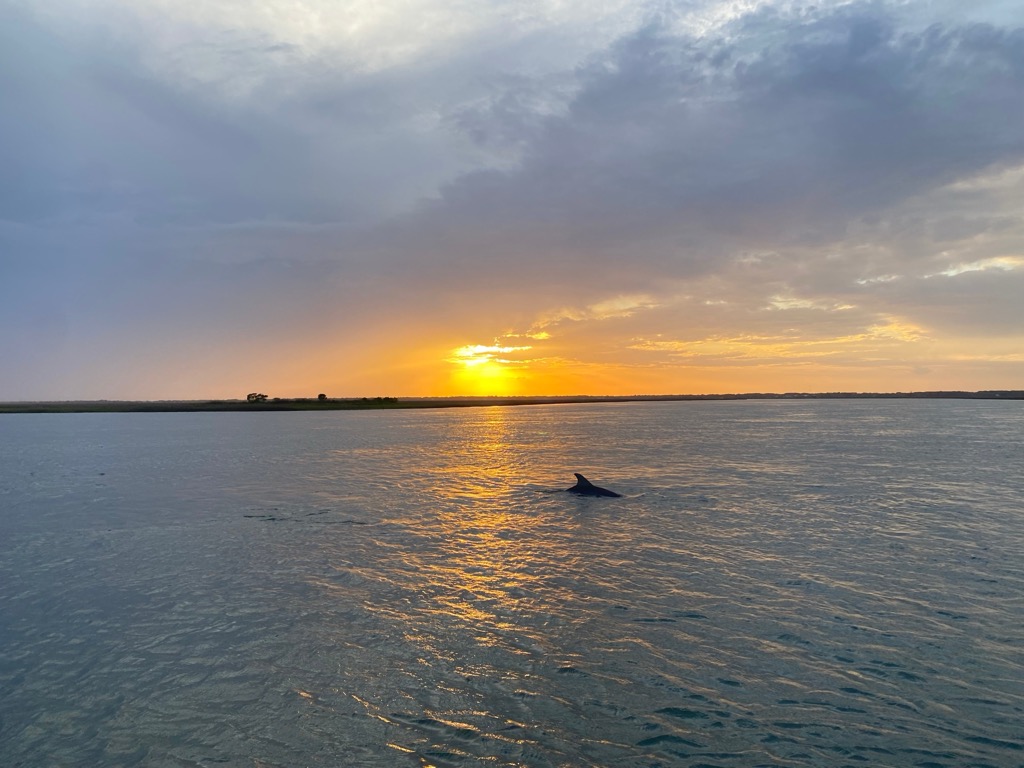 A dolphin in Charleston. Charleston County