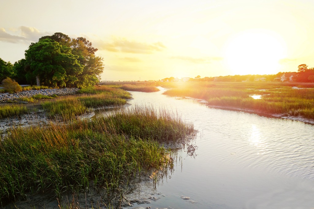 Wetlands near Charleston. Charleston County