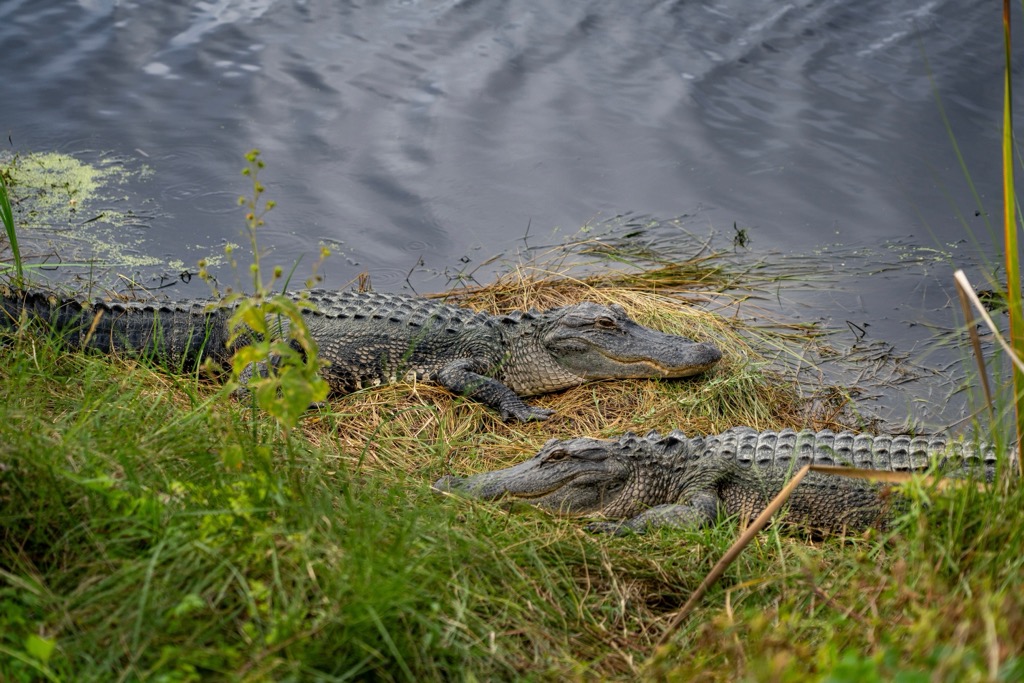 Alligators resting on the swampy shores of South Carolina. Charleston County