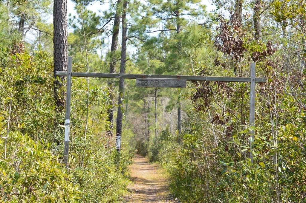 Walking trails in the Francis Marion National Forest. Charleston County