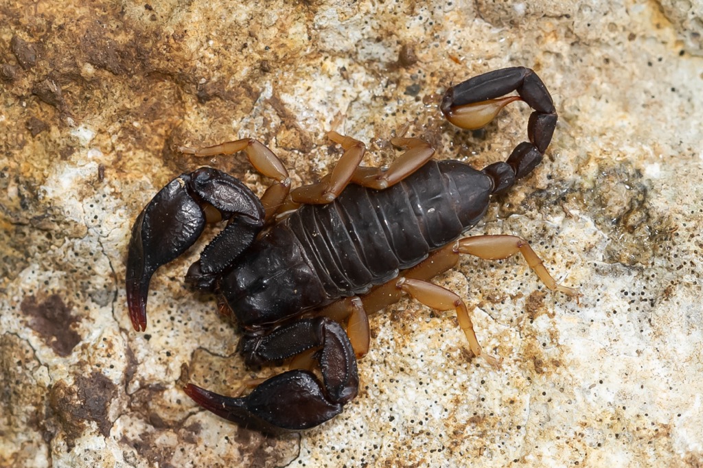 The European yellow-tailed scorpion. Cheile Nerei-Beusnita