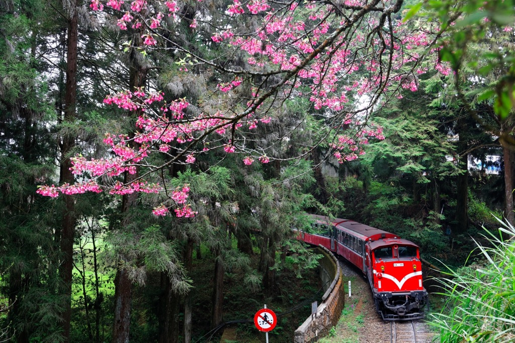 blossom trees, Alishan, Chiayi County, Taiwan