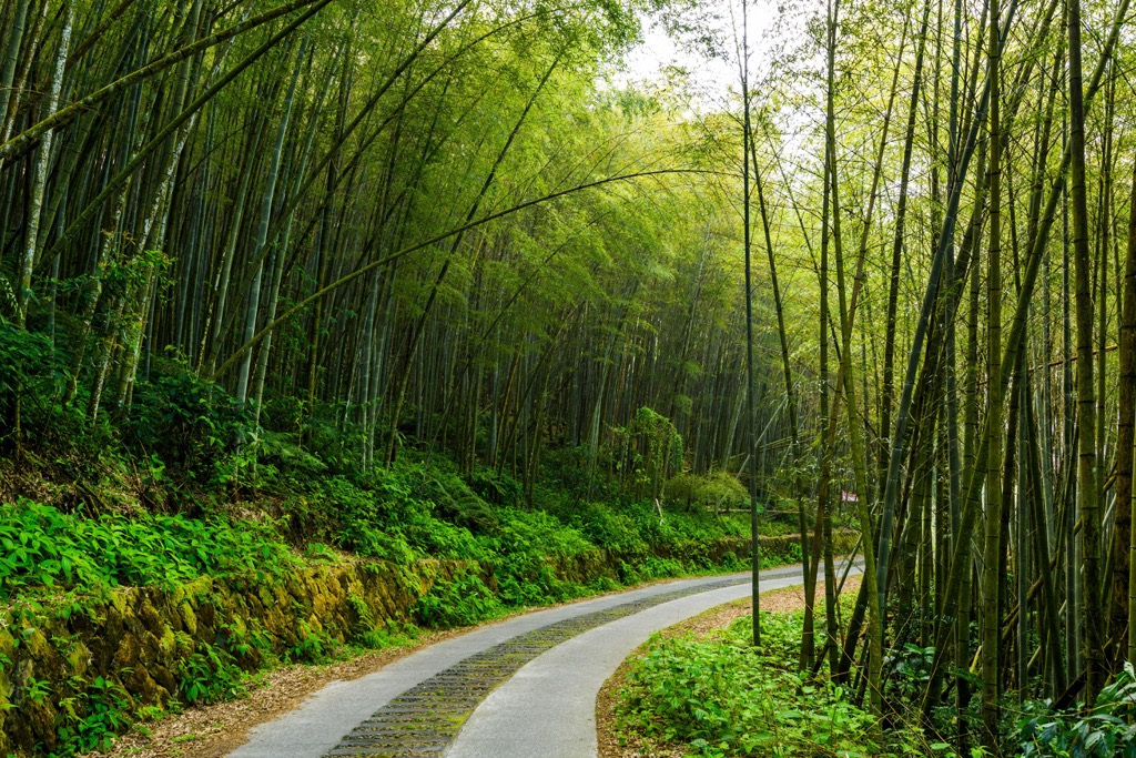 bamboo forests, Chiayi County, Taiwan