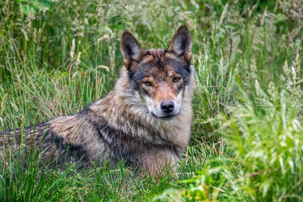 Gray wolves disappeared from Germany in the 19th century due to hunting but are now present in all 16 German states. Chiemgau Alps