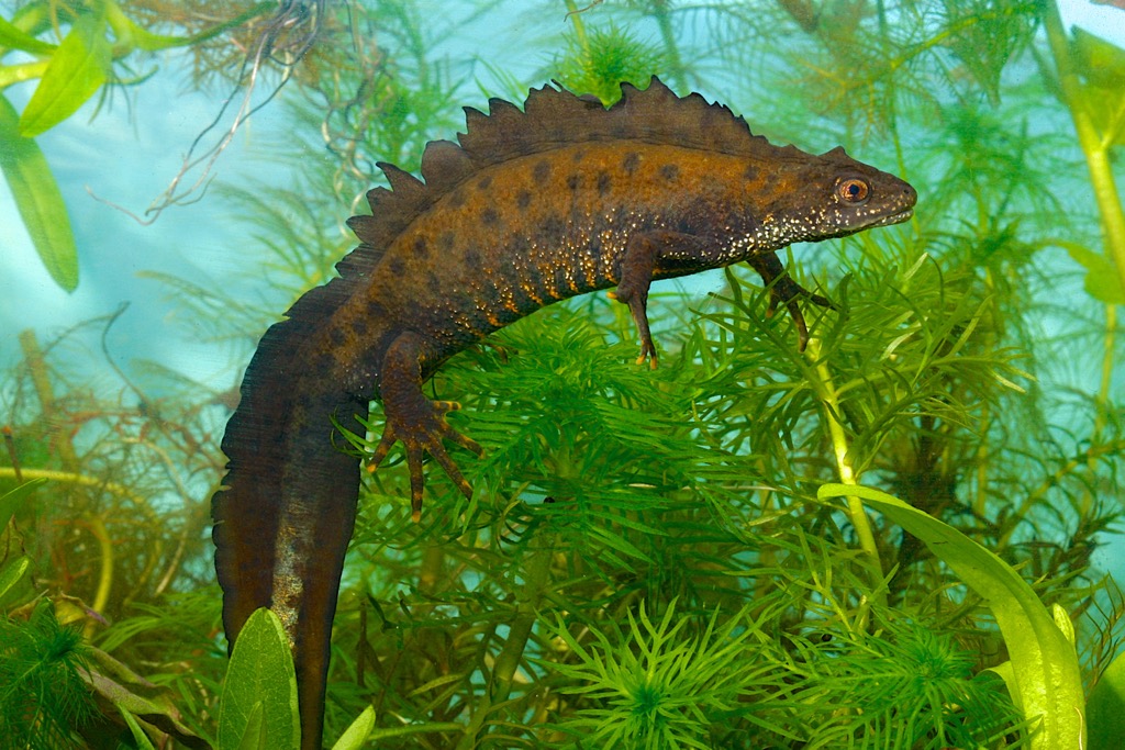 Great crested newts have existed unchanged for 40 million years. Chiemgau Alps