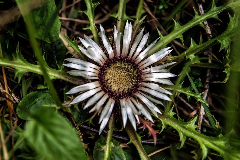 Silver thistles are almost stalkless but have roots that reach nearly 1 m (3.2 ft). Chiemgau Alps