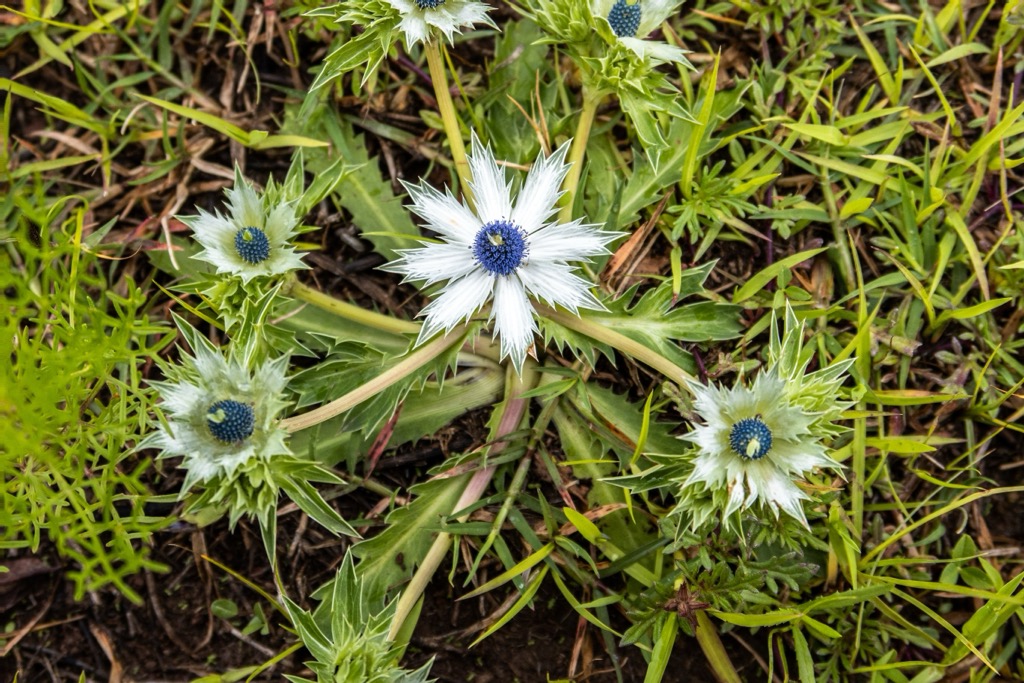 Chiricahua Mountains, Arizona