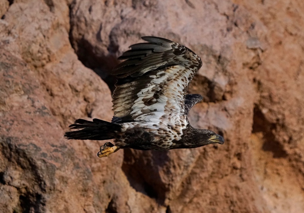 Chiricahua Wilderness, Arizona