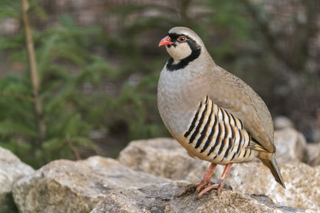 Chukar, Monitor Range, Nevada, USA