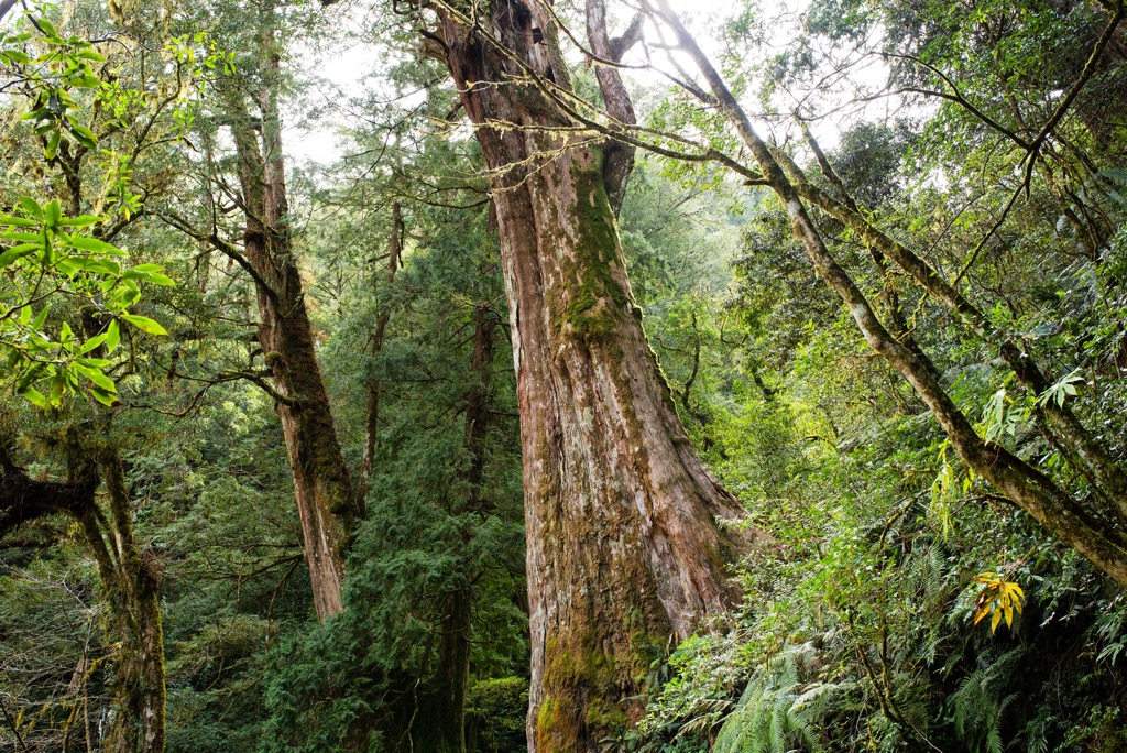 Chuyunsahn Nature Reserve, Taiwan