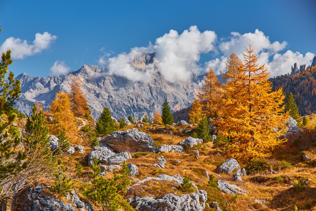 Goldene Lärchen unter Kalktürmen bei Cortina d'Ampezzo in den Dolomiten
