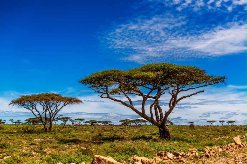 The iconic umbrella thorn (Acacia tortilis). City of Johannesburg