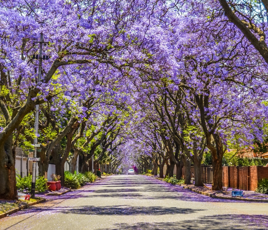 Jacaranda trees are common throughout the city and produce vibrant, long-lasting blooms in the spring and fall. However, the species is non-native and is invasive in South Africa and Queensland, Australia, where it can out-compete native trees. City of Johannesburg