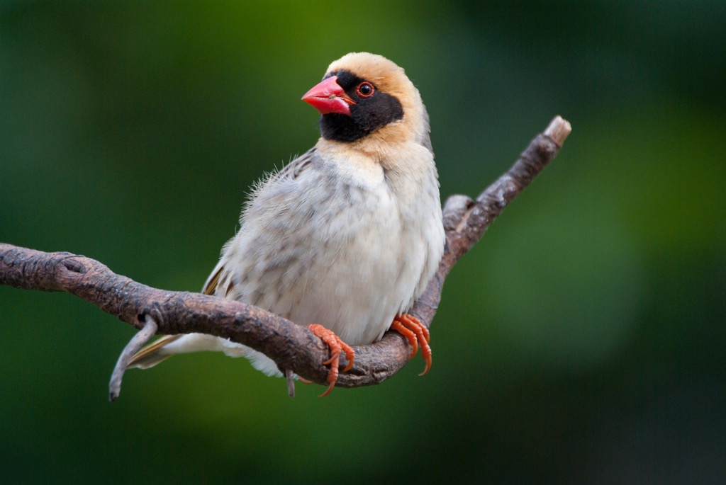 The red-billed quelea is common throughout much of the African continent. City of Johannesburg