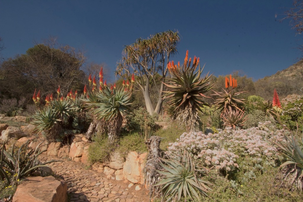 The succulent garden at the Walter Sisulu Botanical Gardens in Johannesburg, South Africa. City of Johannesburg