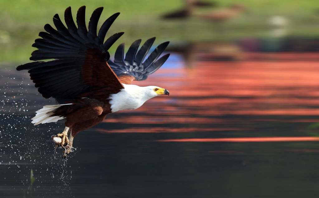 The African fish eagle is a finely-tuned predator. City of Tshwane Metropolitan Municipality