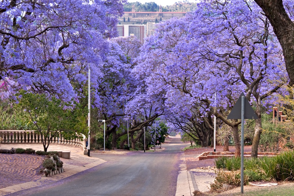 The famous Jacaranda trees lining Pretoria’s streets bloom in October. City of Tshwane Metropolitan Municipality