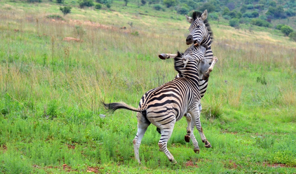 Zebras muscle for dominance in Groenkloof Nature Reserve. City of Tshwane Metropolitan Municipality