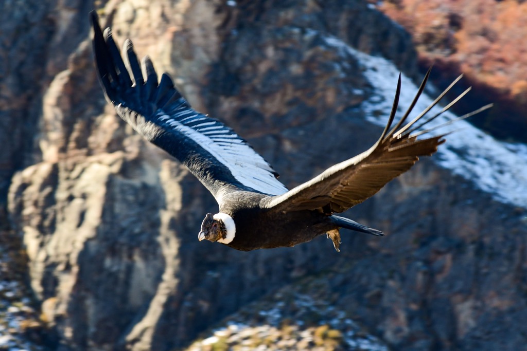 Condor, Sierras de Córdoba, Cordoba, Argentina, South America