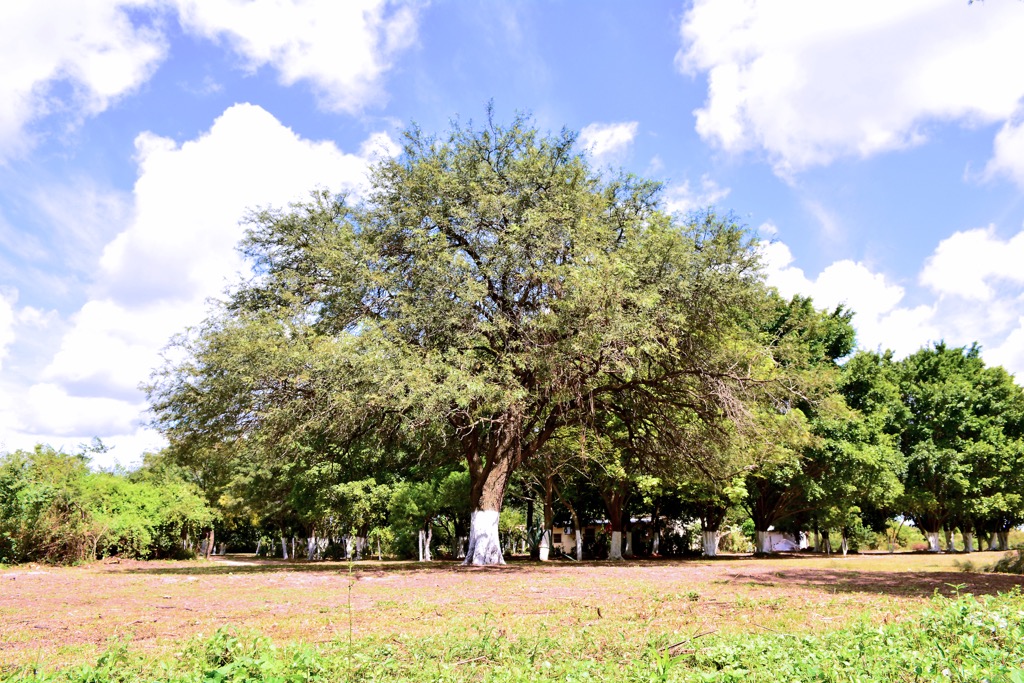 carob tree, Córdoba, Argentina