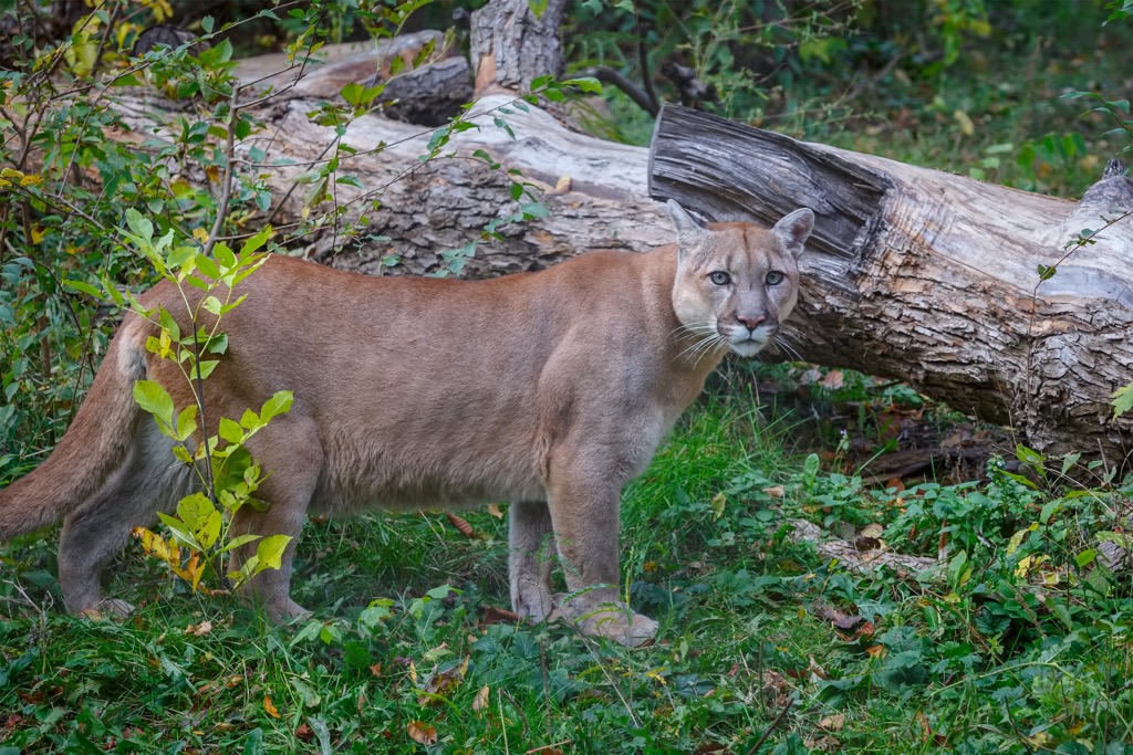 Cougar, Bosche Range, Alberta, Canada