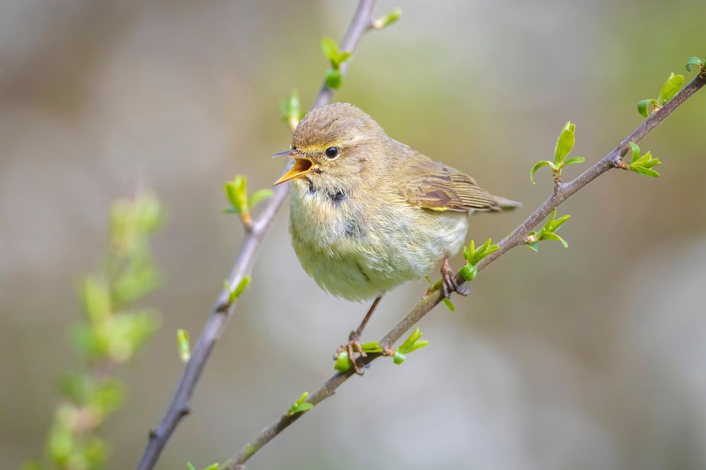Chichaffs are an insectivorous bird species named after their unique song. County Sligo
