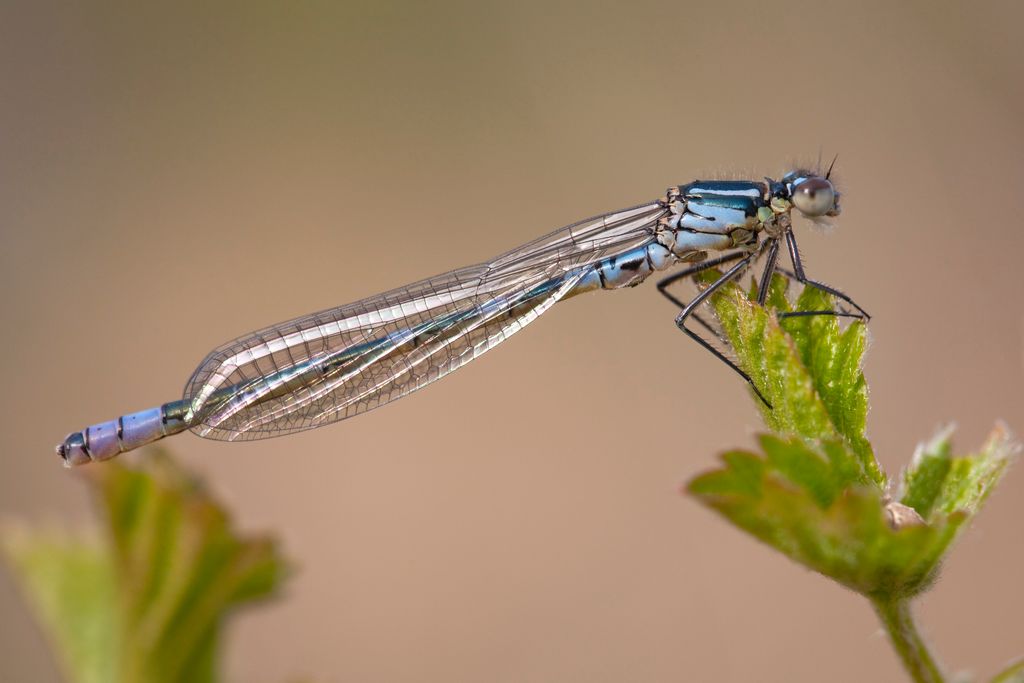 Irish damselflies get their name from the fact that they’re present in Ireland but not Great Britain. However, they’re found in other parts of the world, from Europe to China. County Sligo