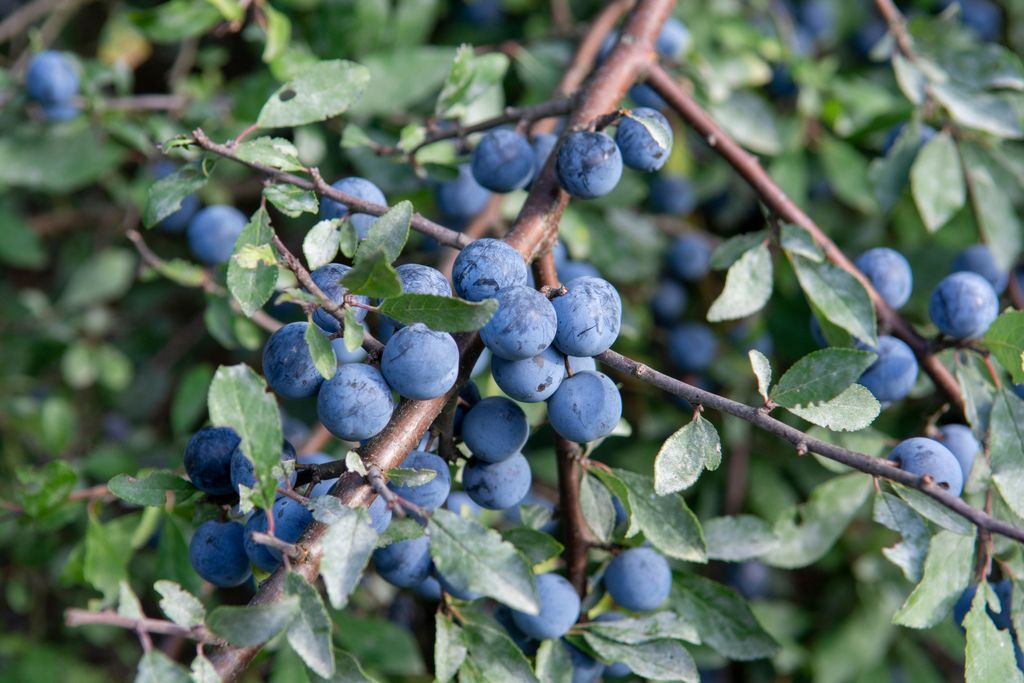 Sloe berries grow on blackthorn trees, which can be used to make everything from jelly to gin. County Sligo