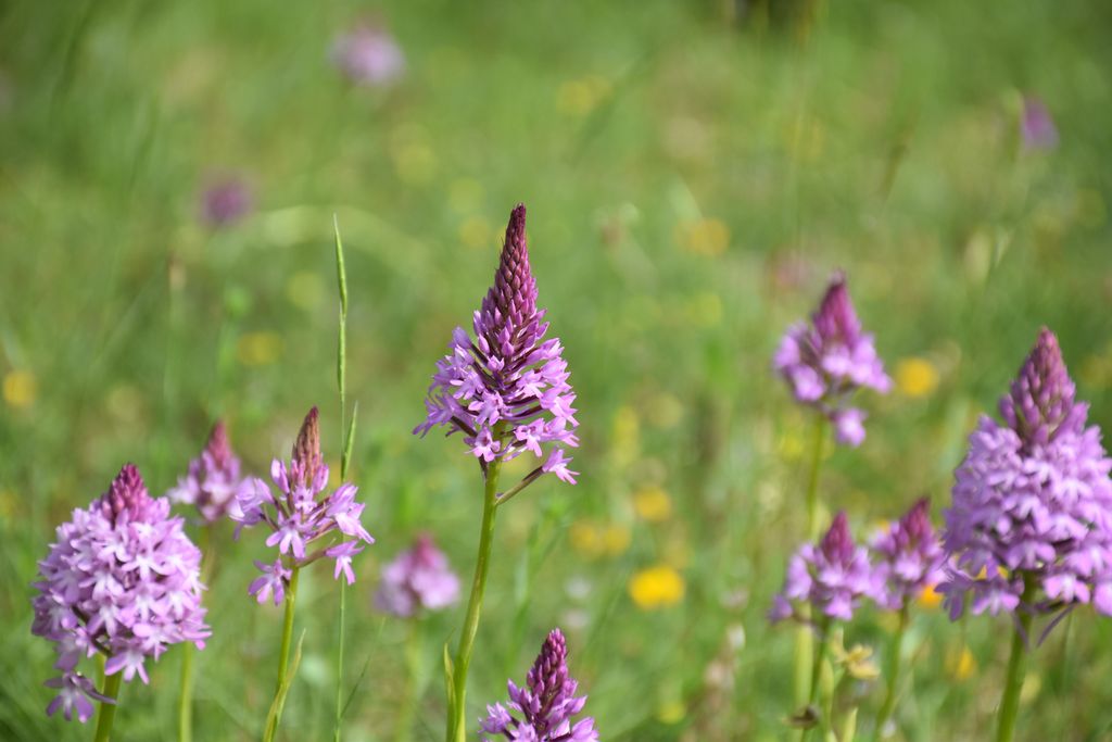 Pyramidal orchids are one of 31 orchid species in Ireland. County Sligo