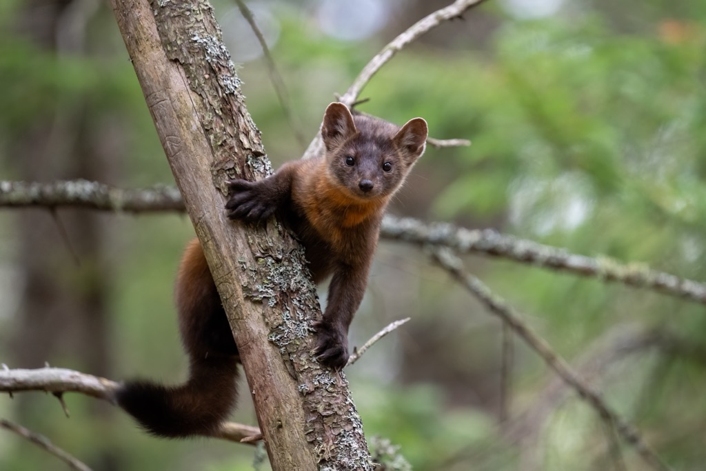 Pine martens have been recorded on Keeper Hill in the Silvermine Mountains. County Tipperary