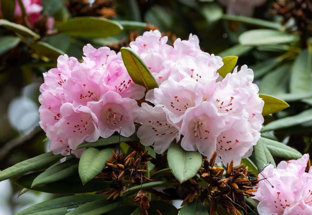 Rhododendrons are an invasive species that's become widespread across County Tipperary and the whole of Ireland. County Tipperary