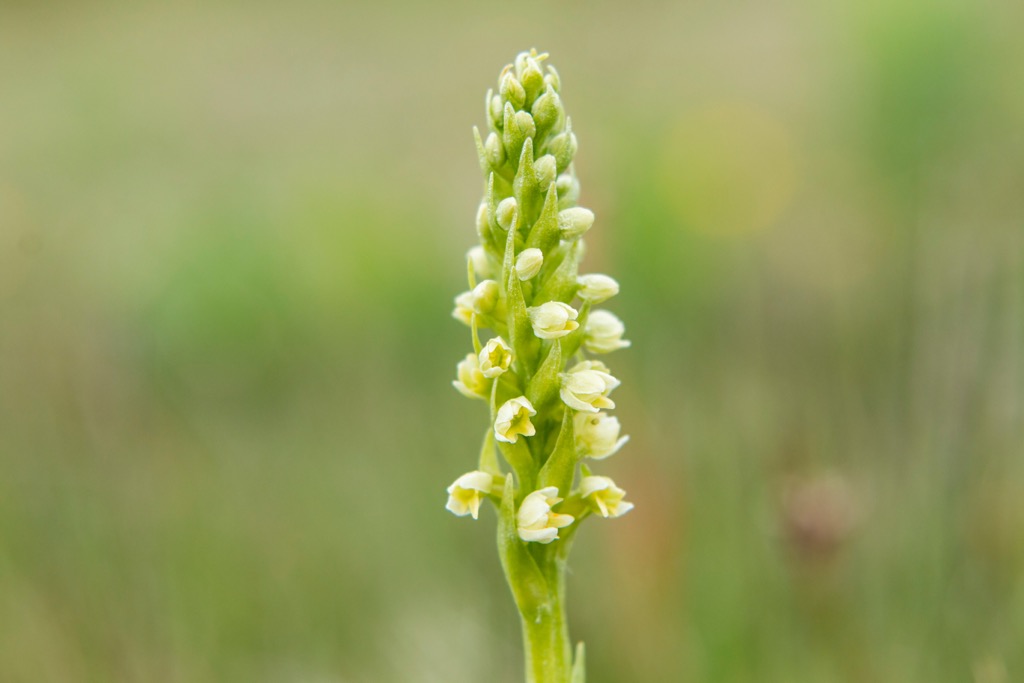 Small-white orchids are among the rarest orchids in Ireland, growing only on mountainous grasslands and rocky ledges. County Tipperary