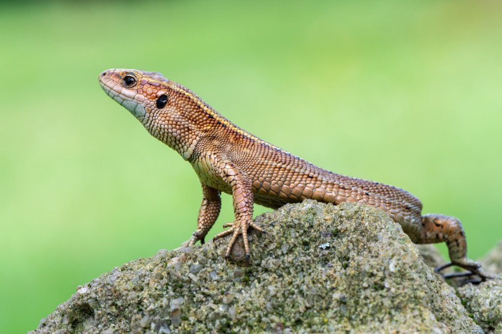 Ireland has only three native amphibian species and one native reptile species, the viviparous lizard. County Tipperary