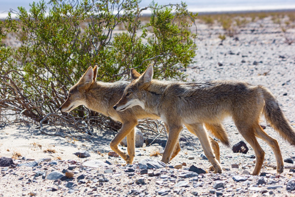 Coyotes, Juniper Mountains, Arizona, USA