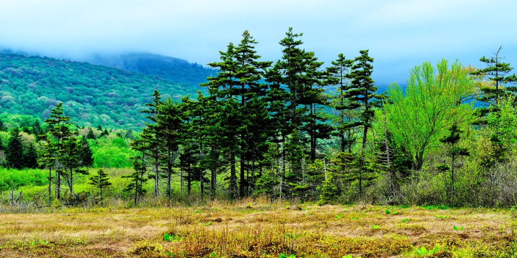 Cranberry Wildlife Management Area, West Virginia