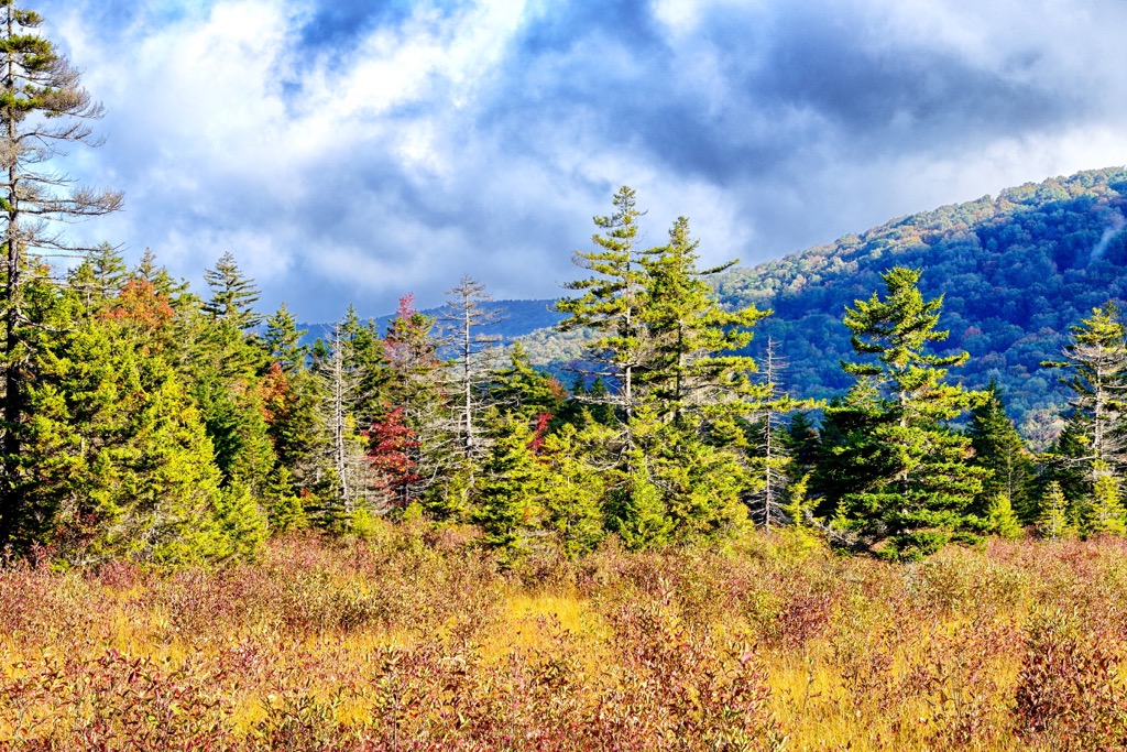 Cranberry Wildlife Management Area, West Virginia
