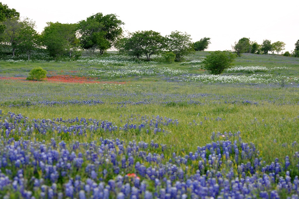 Blackland Prairie ecosystem. Dallas County