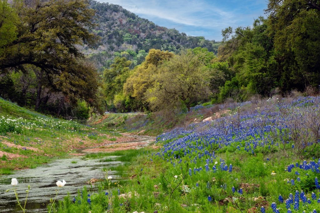 Bluebonnets in Texas Hill Country. Dallas County