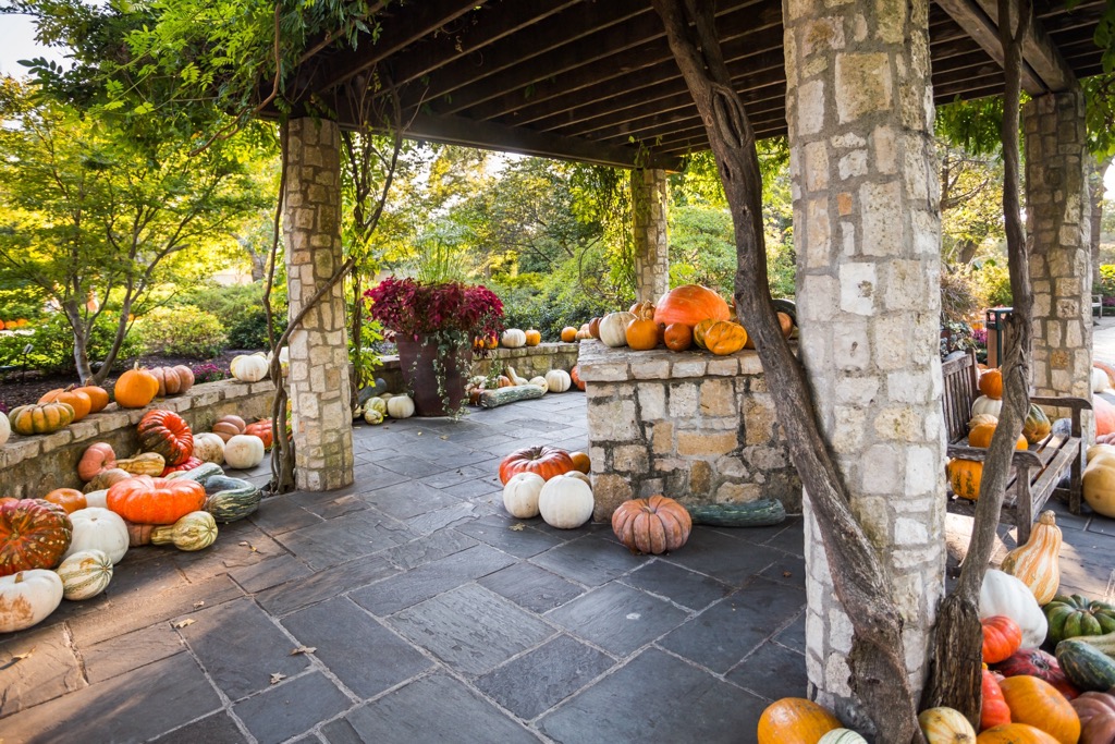 The Botanical Garden with a pumpkin display during autumn. Dallas County