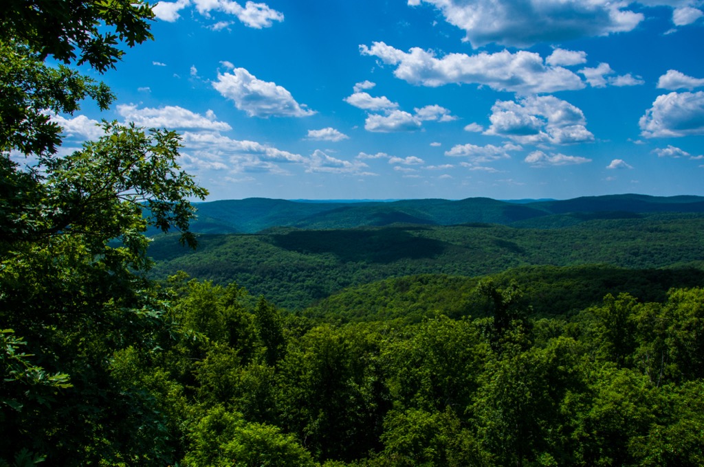 The lush forests of the Ozarks. Dallas County