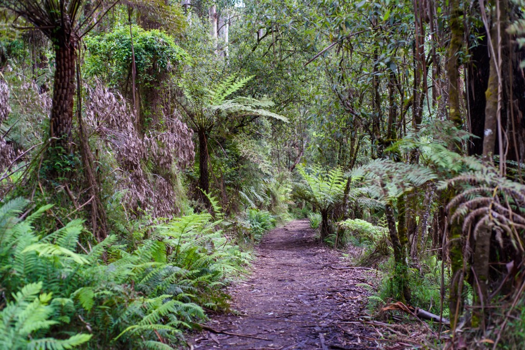 Dandenong Ranges National Park, Australia