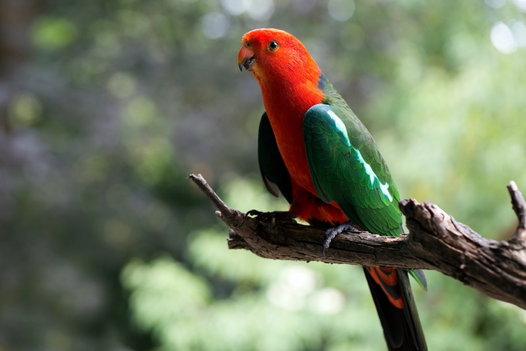 Dandenong Ranges National Park, Australia