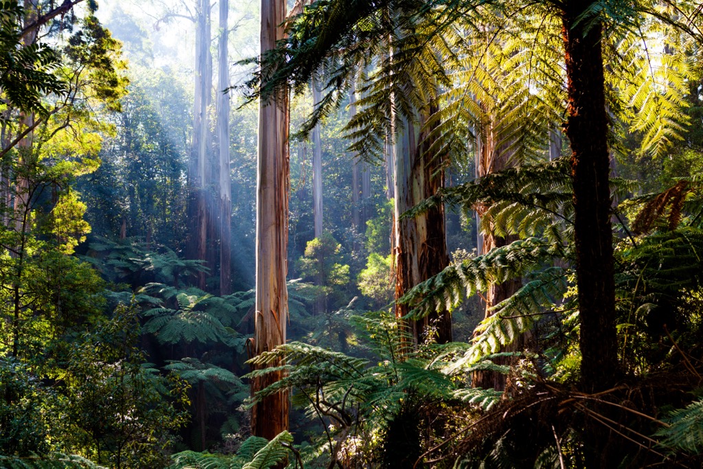 Dandenong Ranges National Park, Australia