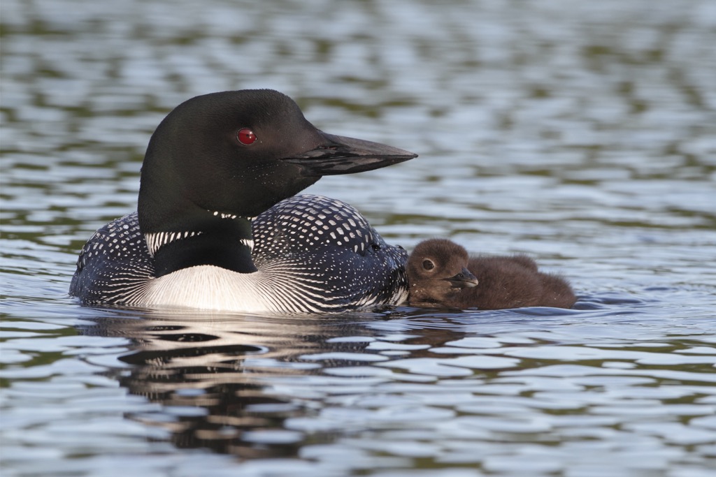 Debar Mountain Wild Forest, New York