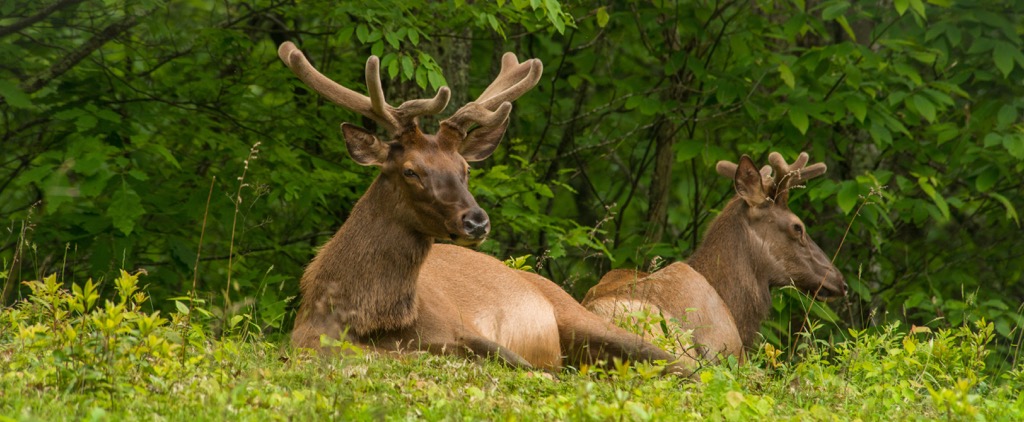 Deer, Plott Balsam Mountains, North Carolina